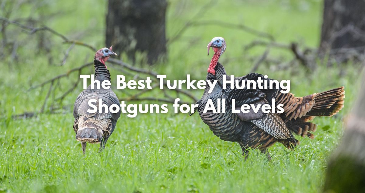 the best shotguns for turkey hunting at all skill levels